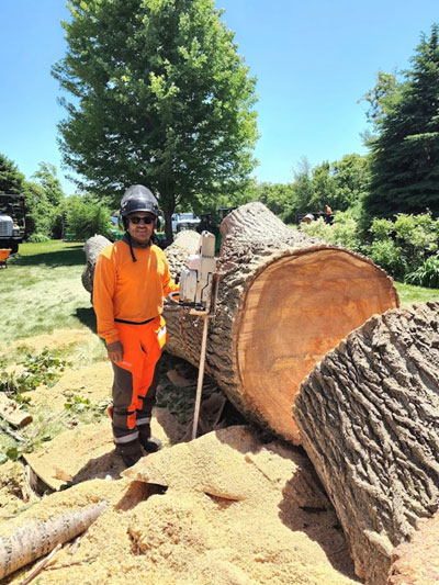 Cruz Tree Service owner, David Cruz, with stump grinding equipment grinding down tree stump