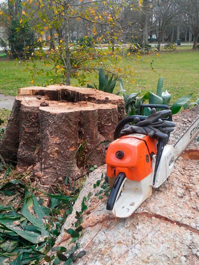 chain saw sitting next to a recently cut tree trunk