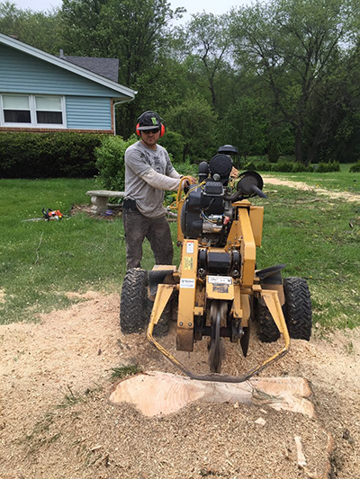 Cruz Tree Service employee with stump grinding equipment grinding down tree stump